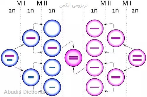 تریزومی ایکس